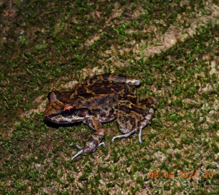 97fad6a9-2b45-496a-aa47-386b26b30b51 (Tray Quadrada)