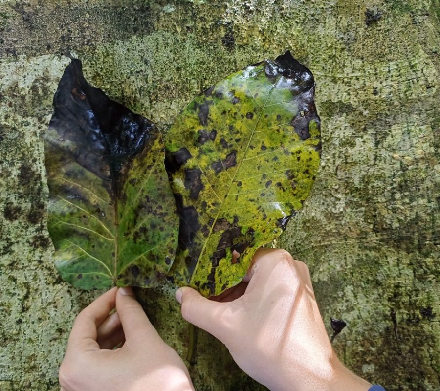 Ficus cf. gomelleira (3) (Tray Quadrada)