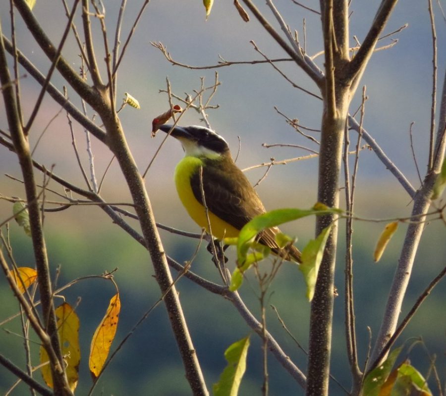 Megarhynchus pitnagua (Tray Quadrada)