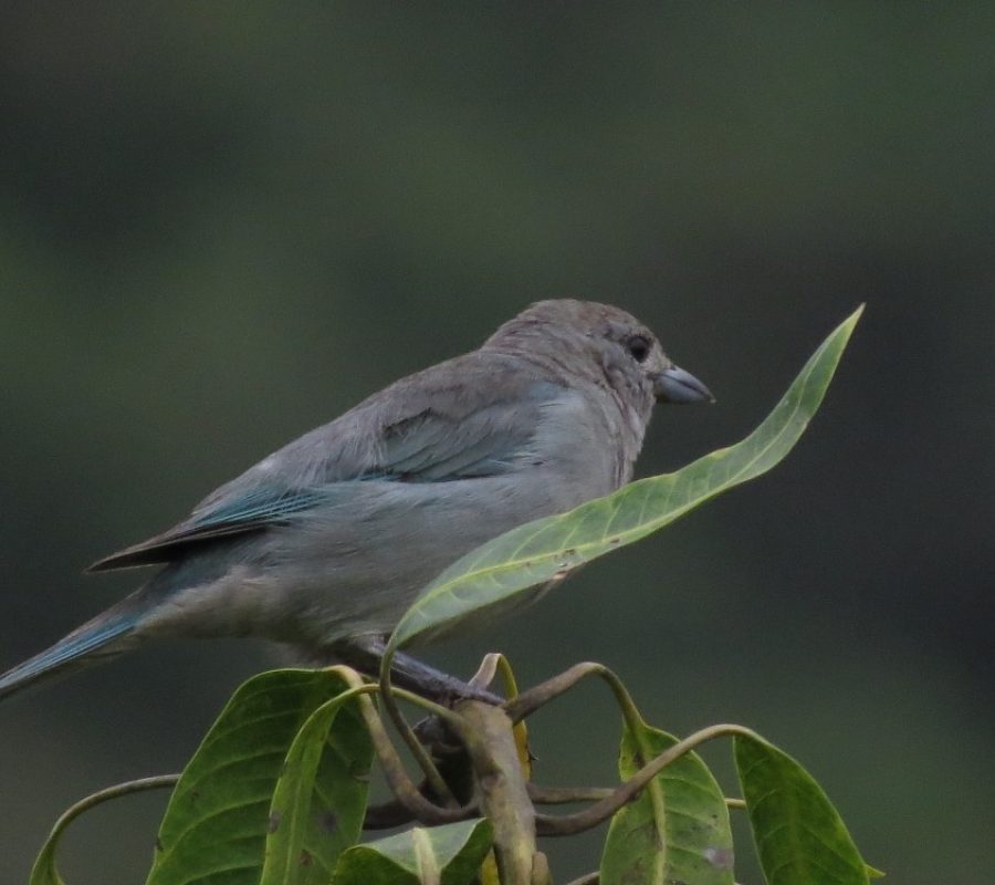 Thraupis sayava (Tray Quadrada)