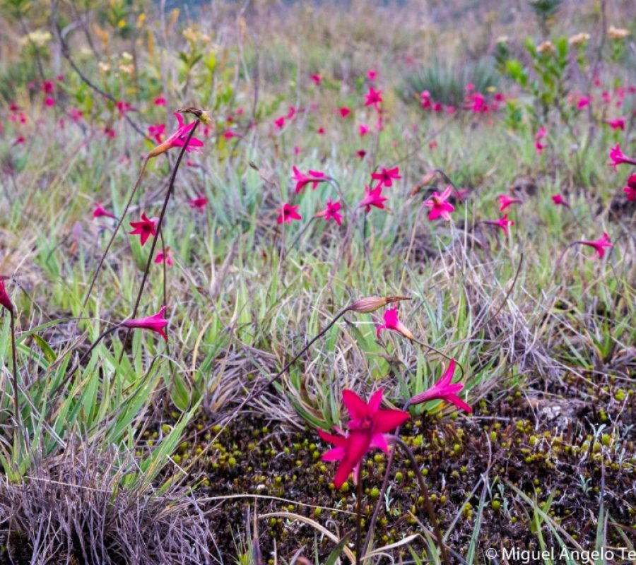 VELLOZIACEAE-Barbacenia-5 (Tray Quadrada)